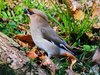 Thu, 3/14/2024 Birding report at Kitamoto Nature Observation Park