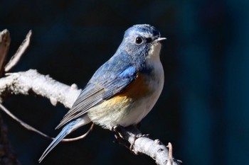 2024年3月3日(日) 平山城址(平山城址公園)の野鳥観察記録