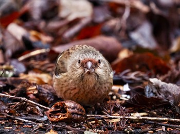 2024年3月13日(水) 早戸川林道の野鳥観察記録