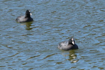 Eurasian Coot 二ツ池公園 Wed, 3/13/2024