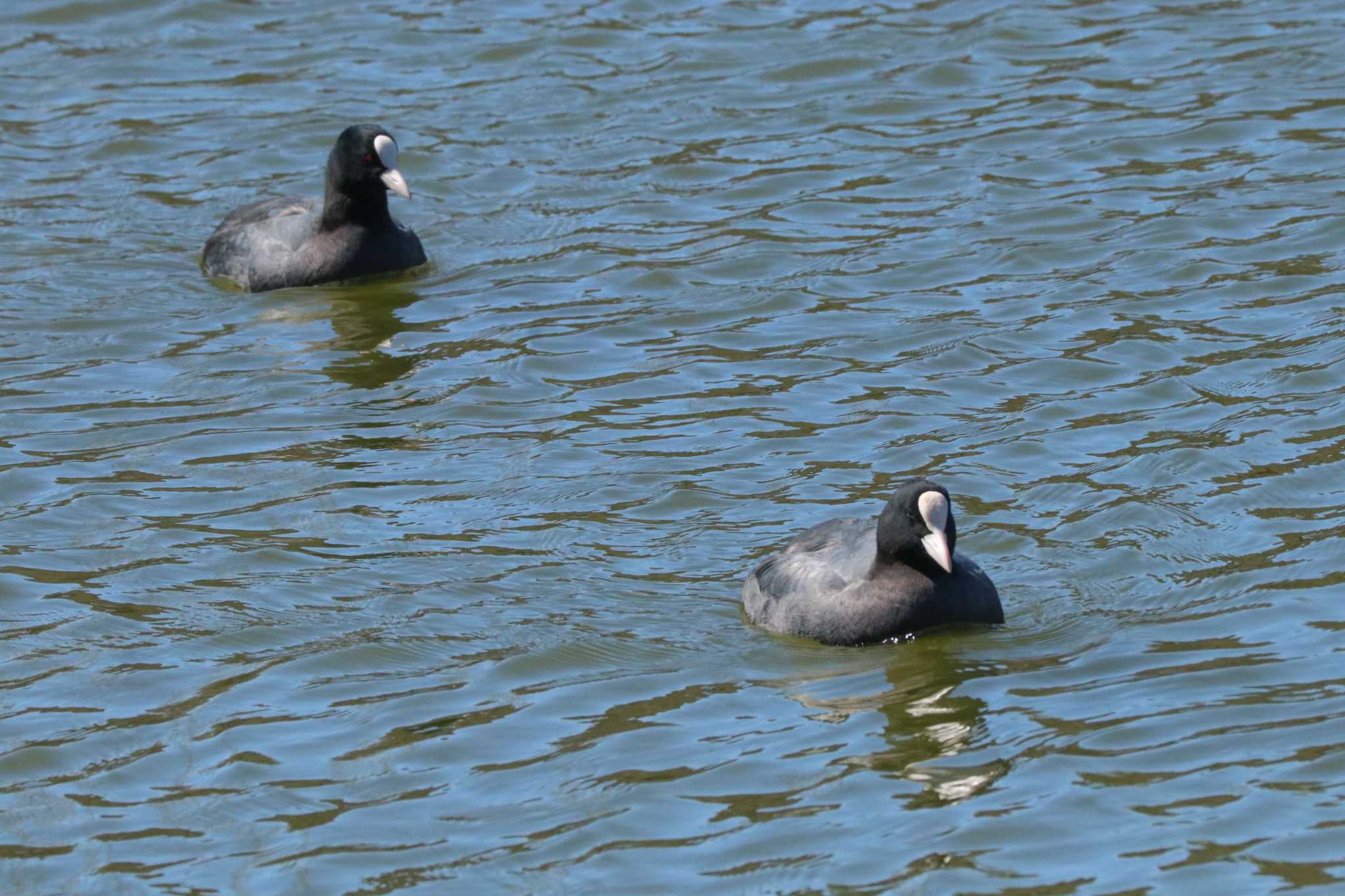 Eurasian Coot