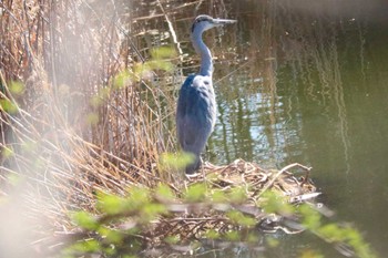 Grey Heron 二ツ池公園 Wed, 3/13/2024