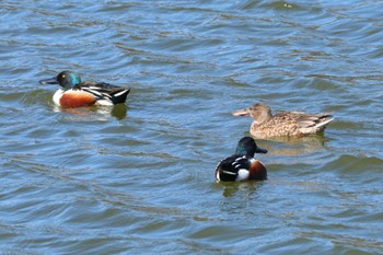 ハシビロガモ 二ツ池公園 2024年3月13日(水)