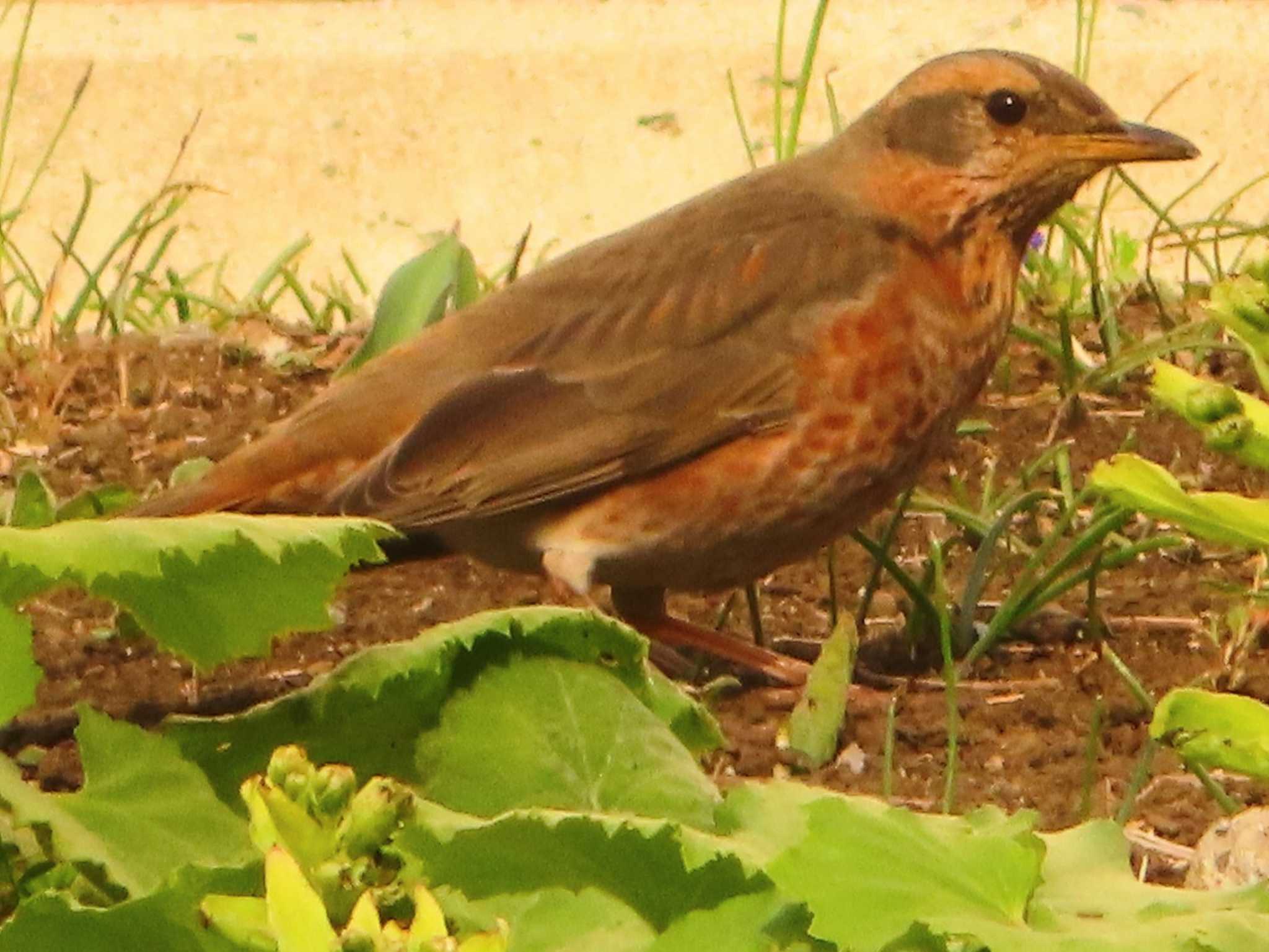 Naumann's Thrush