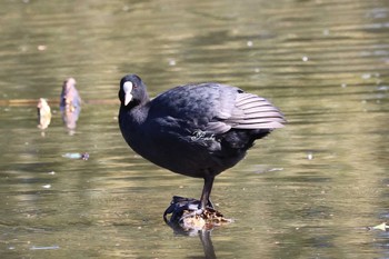 オオバン 智光山公園 2024年3月9日(土)