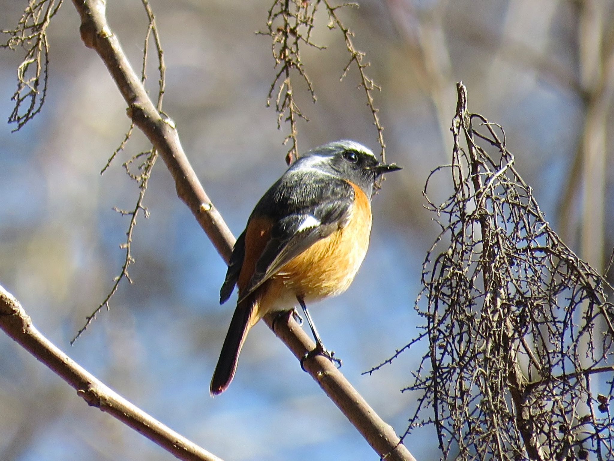 Photo of Daurian Redstart at Hayatogawa Forest Road by tobassaw