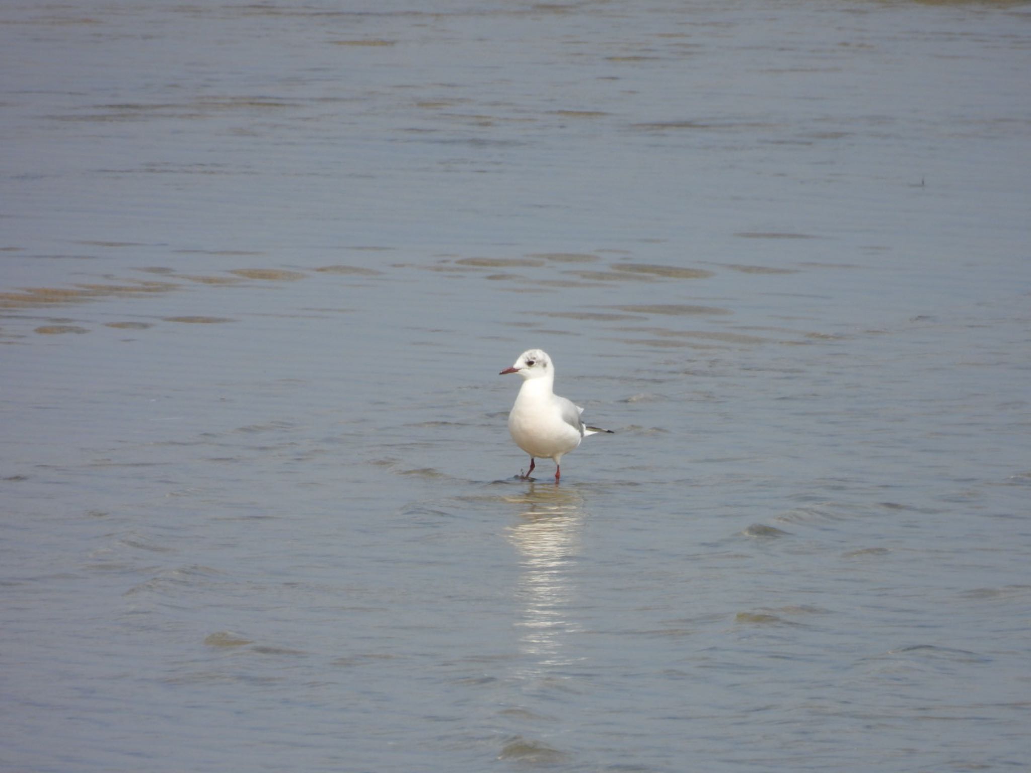 Photo of Black-headed Gull at 香良洲海岸 by ぷちな