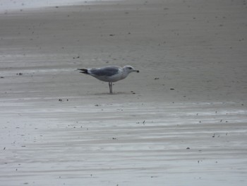 Vega Gull 香良洲海岸 Thu, 3/14/2024