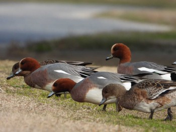 Eurasian Wigeon 岡山旭川 Thu, 3/14/2024