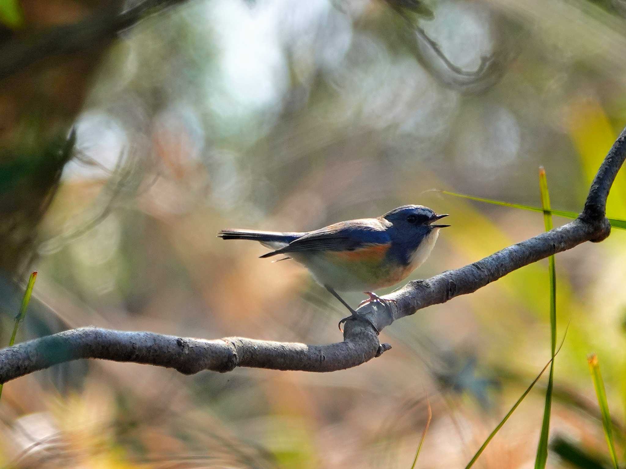 Photo of Red-flanked Bluetail at 稲佐山公園 by M Yama