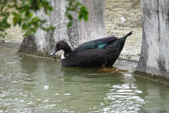 Unknown Species 台中公園(台湾) Sat, 1/27/2024