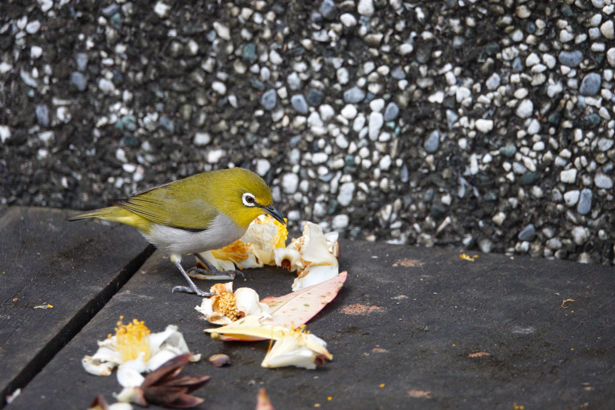 Photo of Swinhoe's White-eye at 台中都会公園(台湾) by のどか