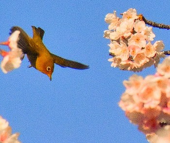 Warbling White-eye 新左近川親水公園 Thu, 3/14/2024