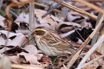 Yellow-throated Bunting 京都植物園 Wed, 3/13/2024