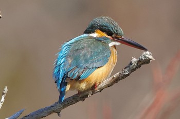 カワセミ こども自然公園 (大池公園/横浜市) 2024年2月12日(月)