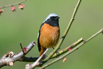 Daurian Redstart 加木屋緑地 Sat, 3/9/2024