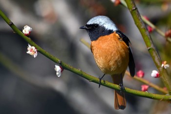 ジョウビタキ 加木屋緑地 2024年3月9日(土)