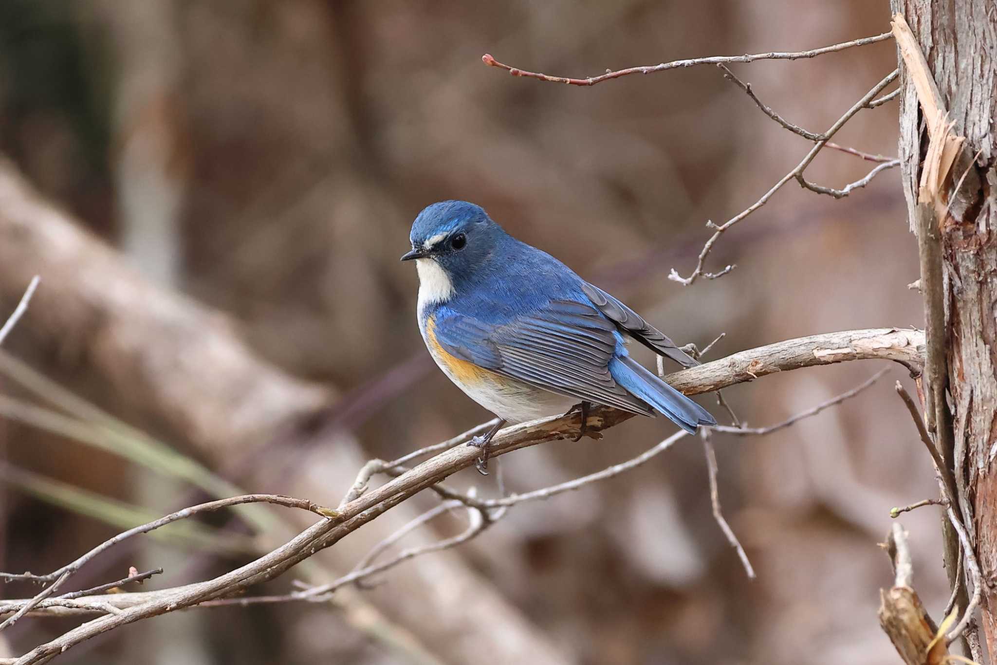 Photo of Red-flanked Bluetail at Arima Fuji Park by いわな