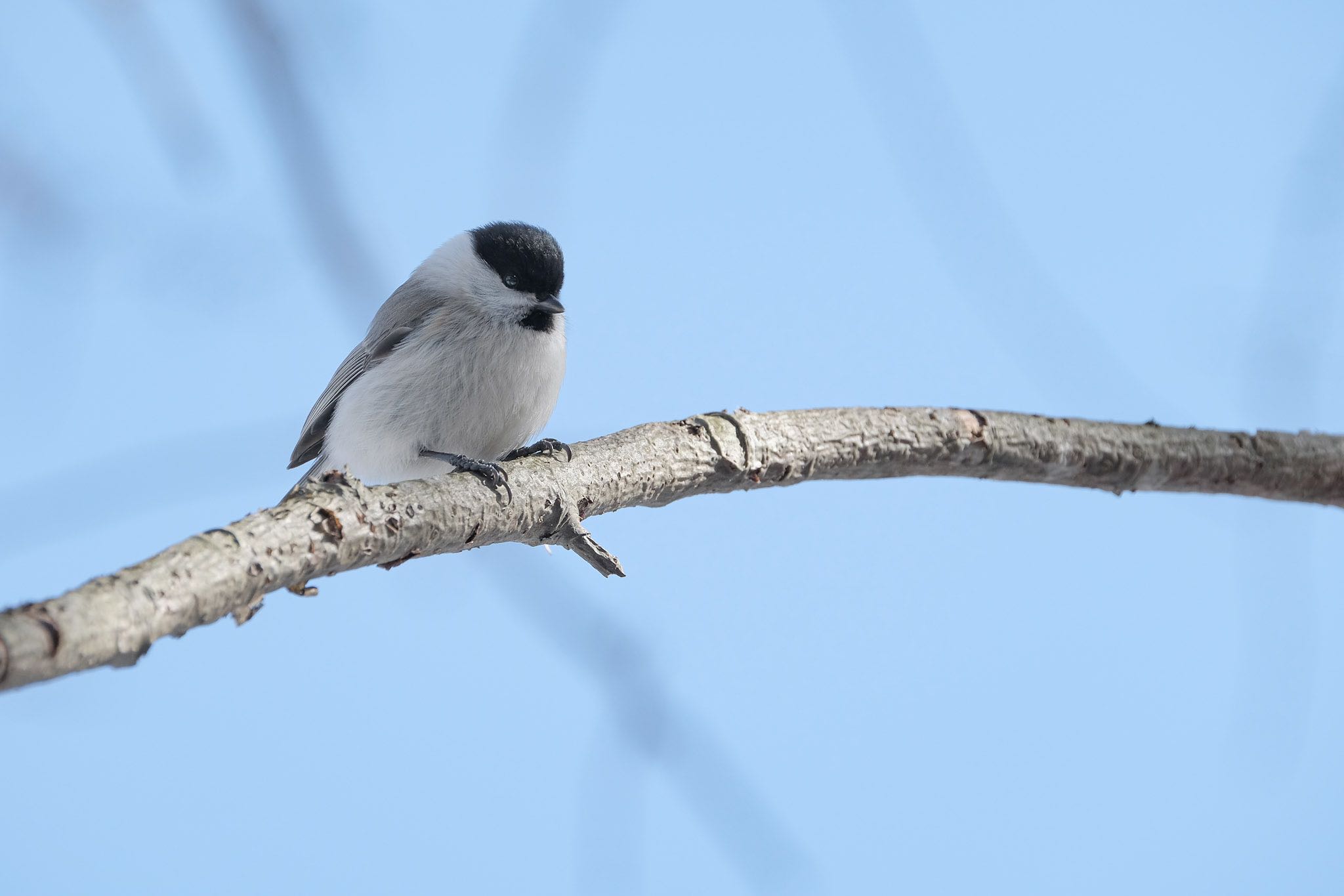 Photo of Marsh Tit at 大沼公園(北海道七飯町) by aka13554