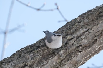 シロハラゴジュウカラ 大沼公園(北海道七飯町) 2024年2月20日(火)