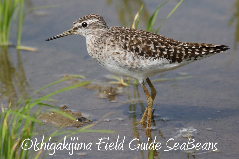 Wood Sandpiper