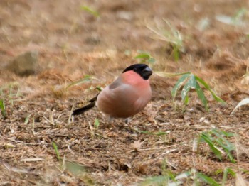 Eurasian Bullfinch(rosacea) 高崎自然の森 Thu, 3/14/2024