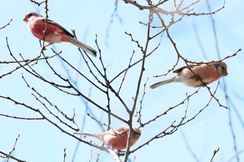 Siberian Long-tailed Rosefinch 麻機遊水地 Wed, 3/13/2024