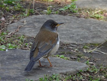 Thu, 3/14/2024 Birding report at Higashitakane Forest park