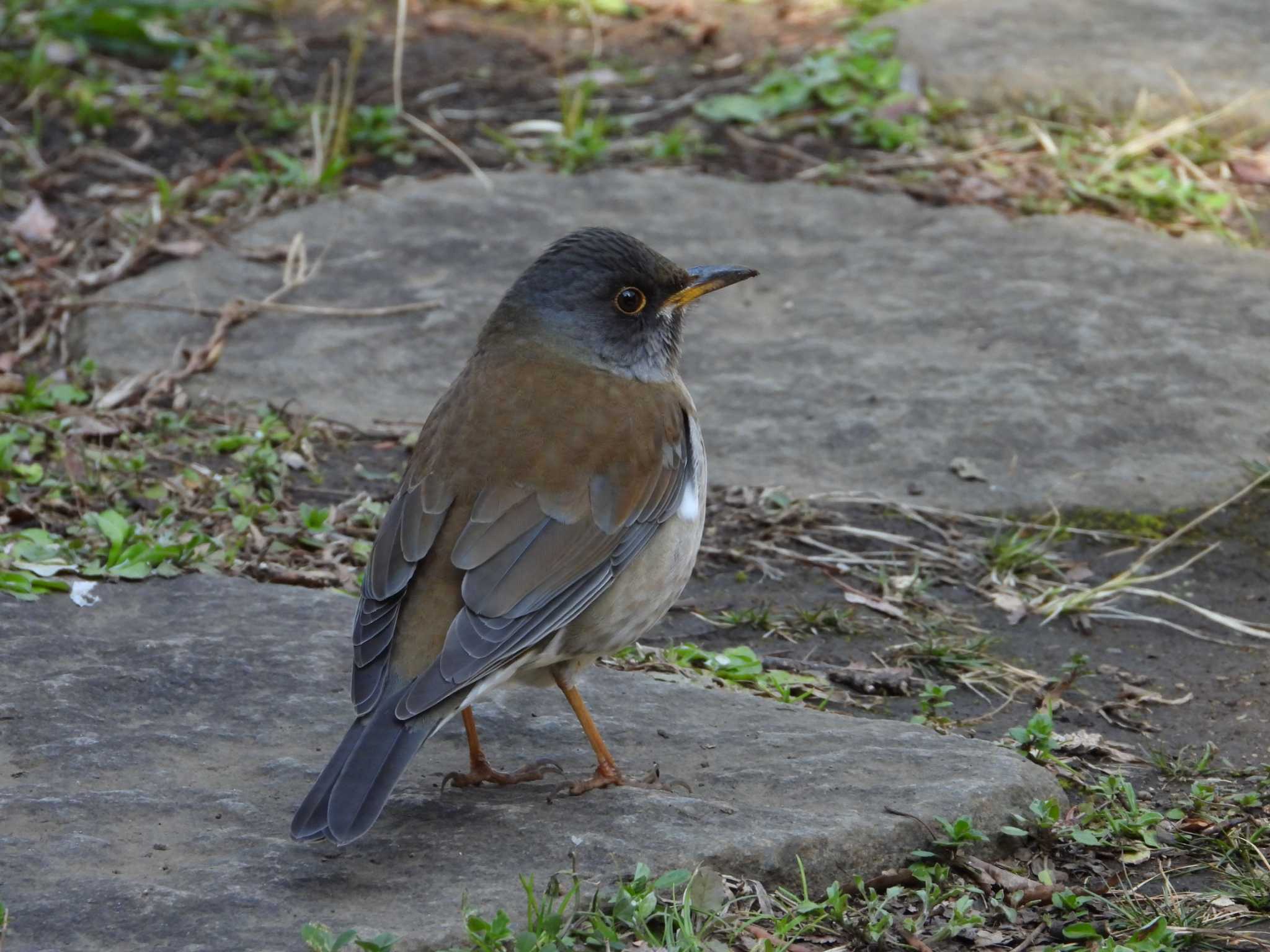 Pale Thrush