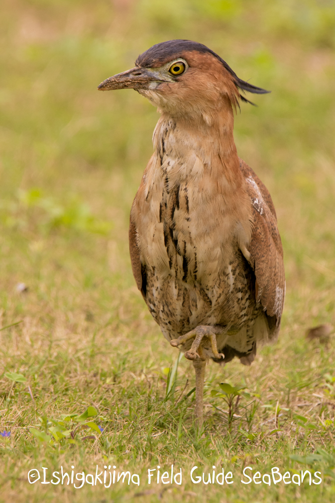 Photo of Malayan Night Heron at Ishigaki Island by 石垣島バードウオッチングガイドSeaBeans