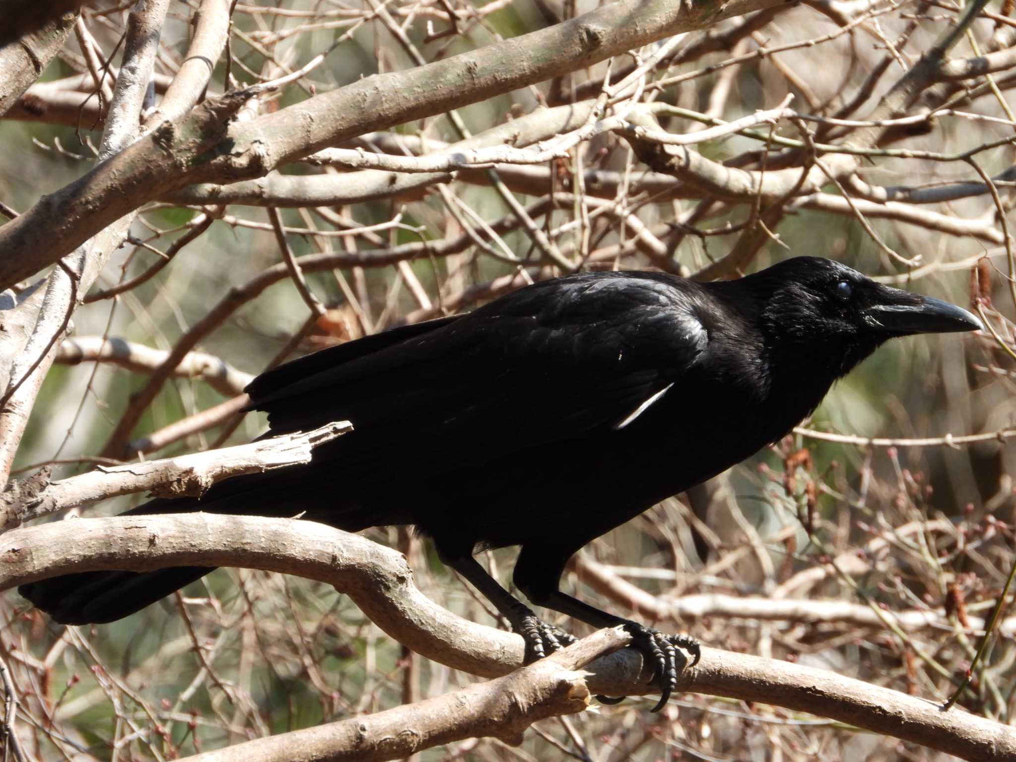 Carrion Crow