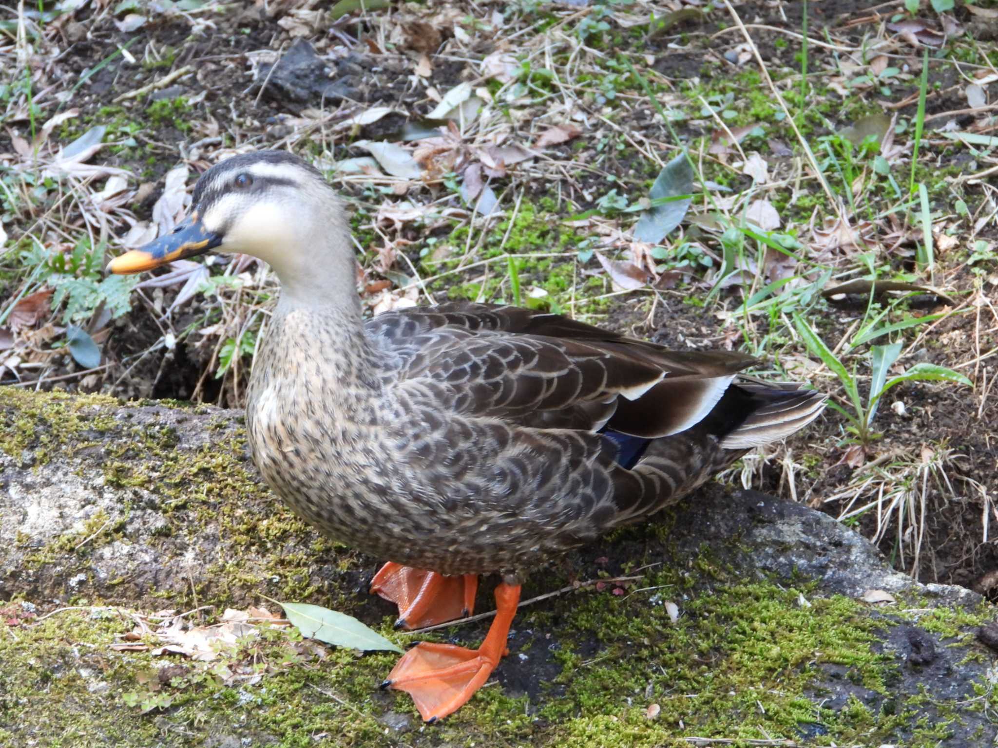 Eastern Spot-billed Duck