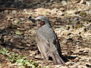 Brown-eared Bulbul Higashitakane Forest park Thu, 3/14/2024