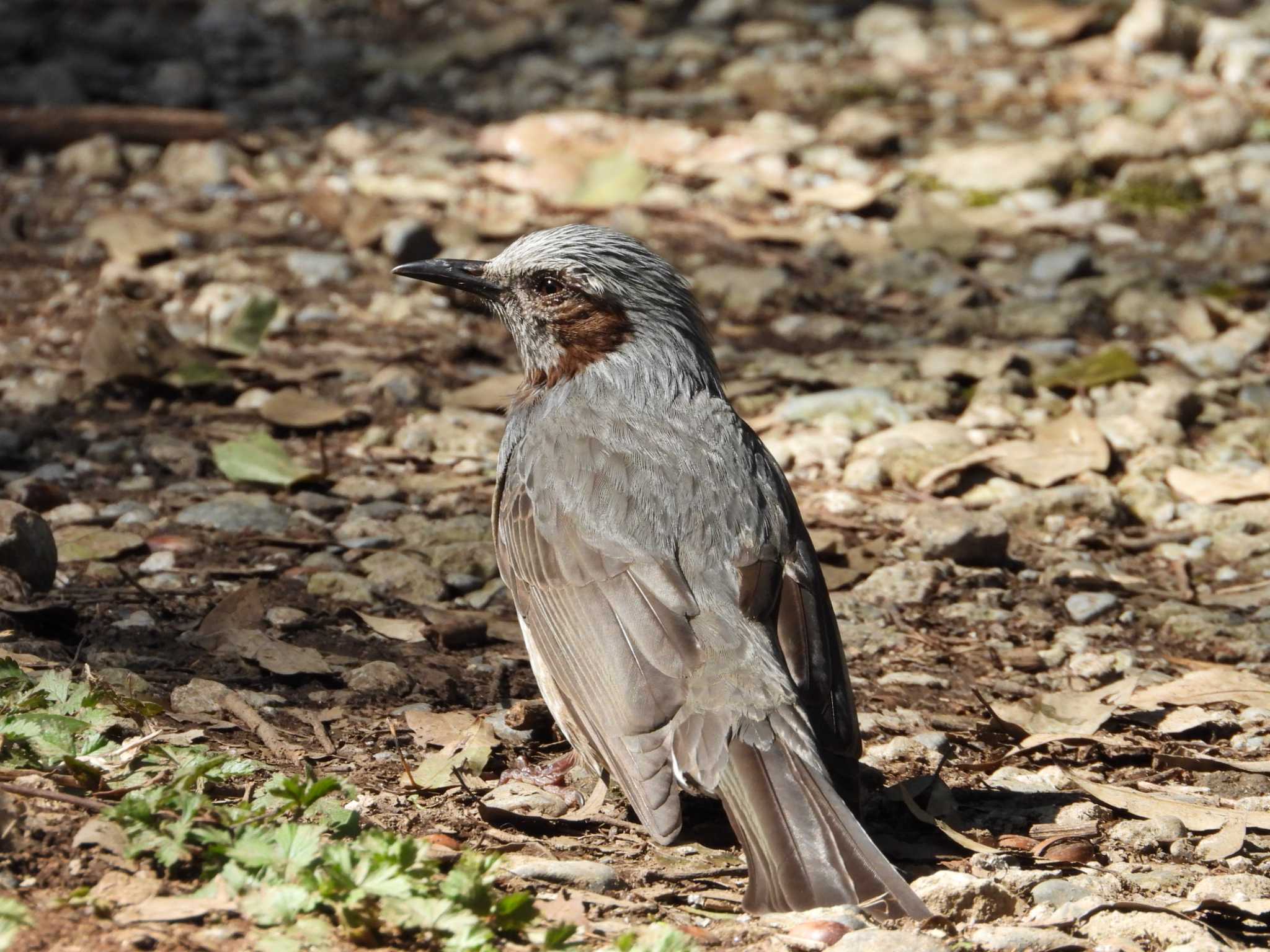 Photo of Brown-eared Bulbul at Higashitakane Forest park by ヨシテル