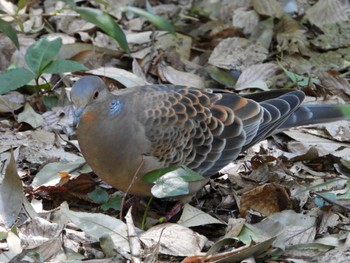 Oriental Turtle Dove Higashitakane Forest park Thu, 3/14/2024