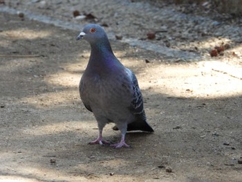 Rock Dove Higashitakane Forest park Thu, 3/14/2024