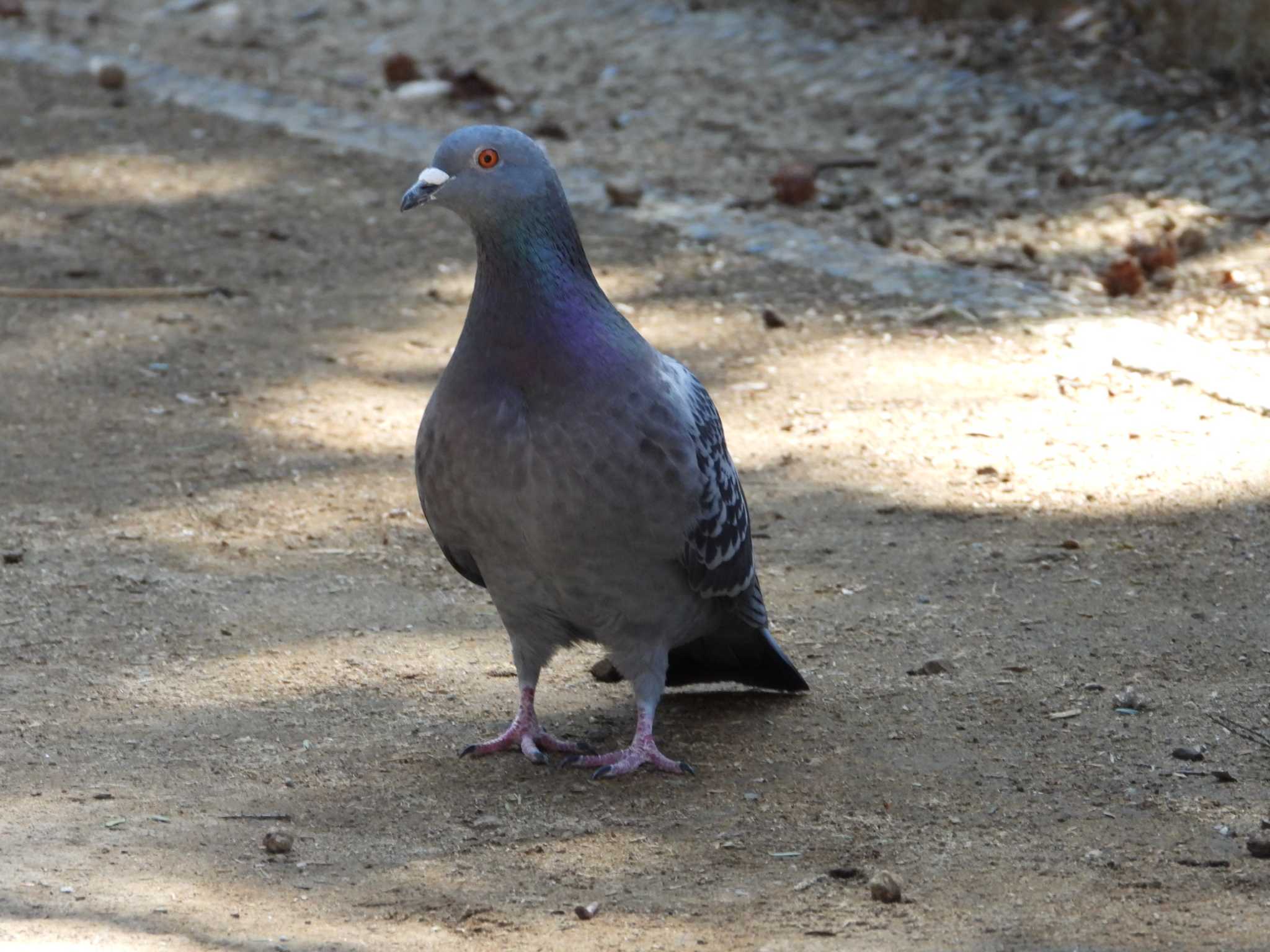 Rock Dove