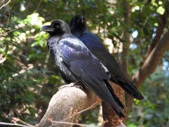 Large-billed Crow Higashitakane Forest park Thu, 3/14/2024