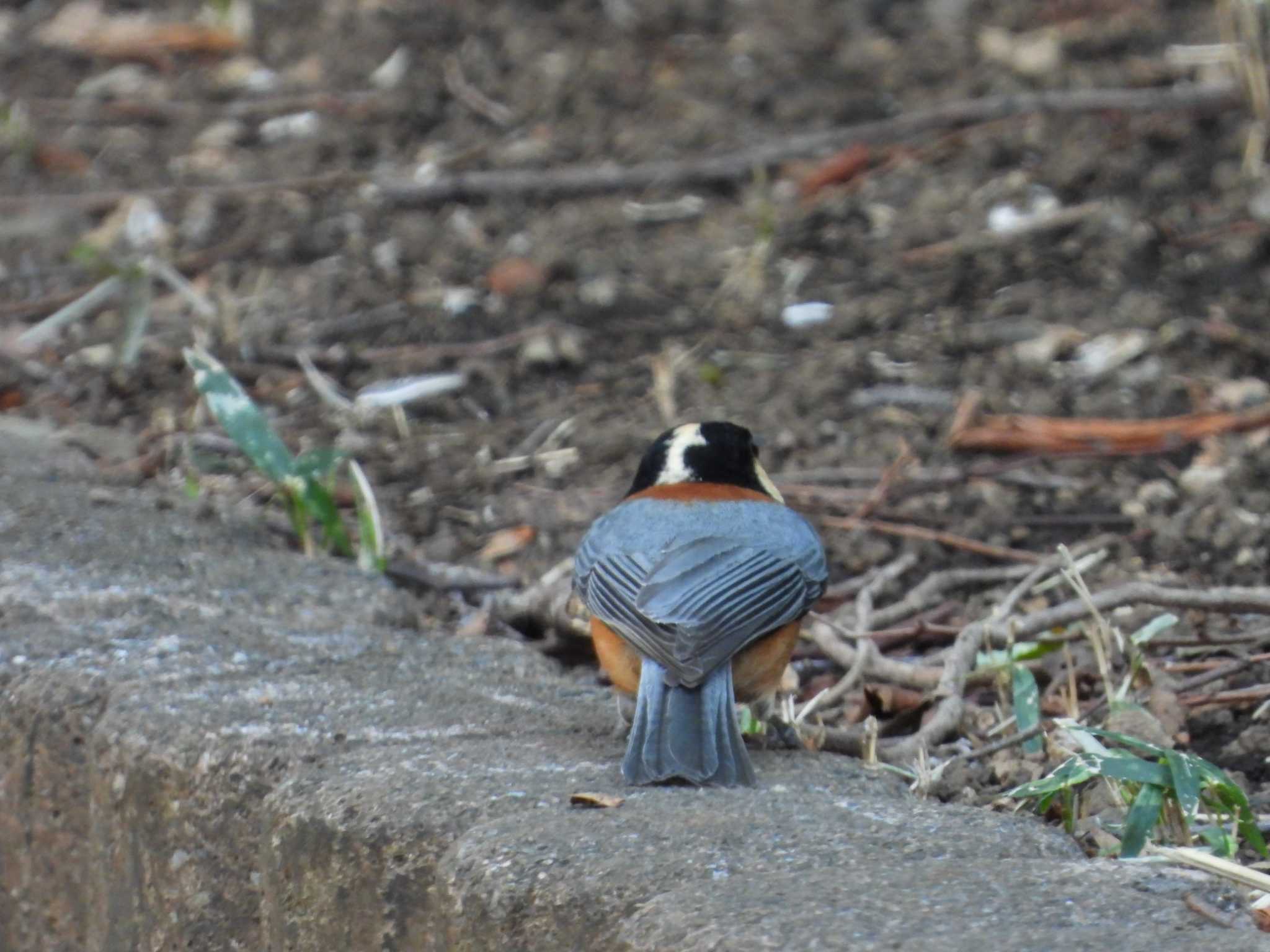 Varied Tit