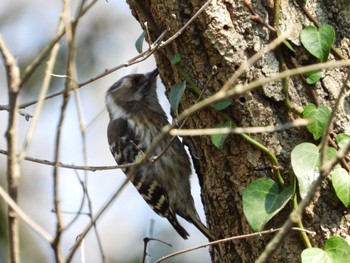 Japanese Pygmy Woodpecker Higashitakane Forest park Thu, 3/14/2024