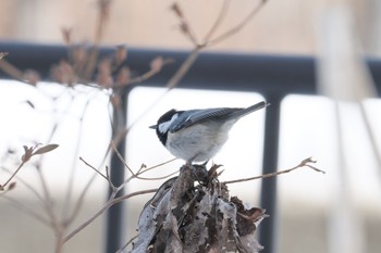 Coal Tit 大沼公園(北海道七飯町) Tue, 2/20/2024