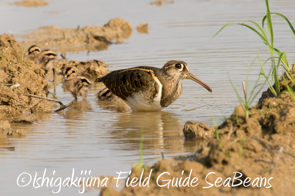 Photo of Greater Painted-snipe at Ishigaki Island by 石垣島バードウオッチングガイドSeaBeans