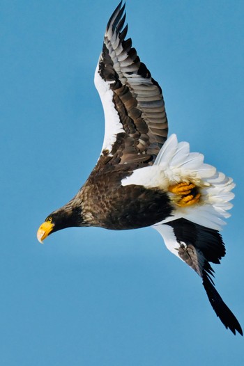 Steller's Sea Eagle Unknown Spots Sat, 3/2/2024