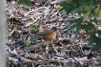 Brown-headed Thrush Machida Yakushiike Park Thu, 3/14/2024