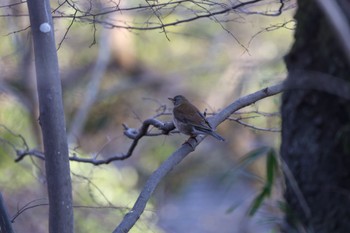 Pale Thrush Machida Yakushiike Park Thu, 3/14/2024