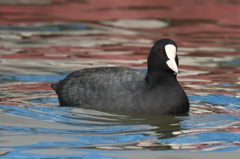 オオバン 明石公園 2024年2月4日(日)