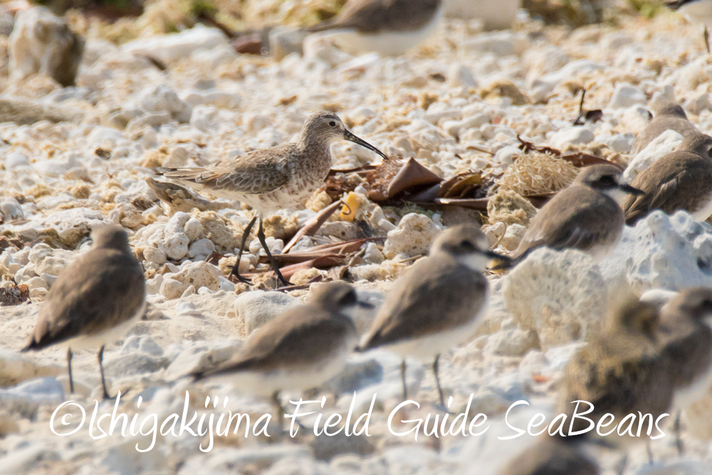 Curlew Sandpiper