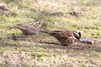 Rustic Bunting 奈良　馬見丘陵公園 Mon, 3/11/2024