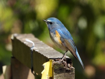 2024年2月24日(土) 大町自然観察園の野鳥観察記録