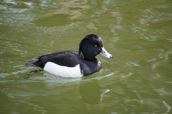 キンクロハジロ 井の頭恩賜公園 2024年3月7日(木)